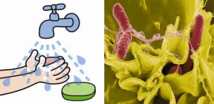 bakteri tipes